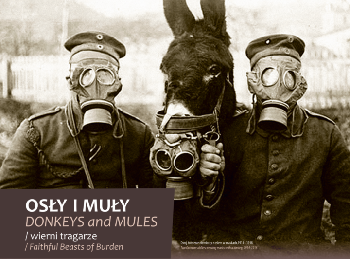 Zwierzęta na wojennych ścieżkach