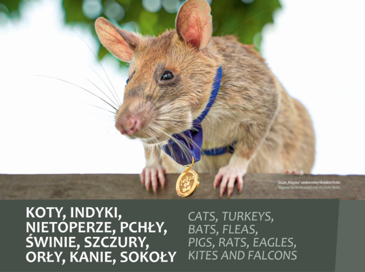 Zwierzęta na wojennych ścieżkach